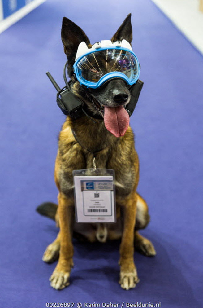Presse - k9 vision system pour brigade canine et cyno