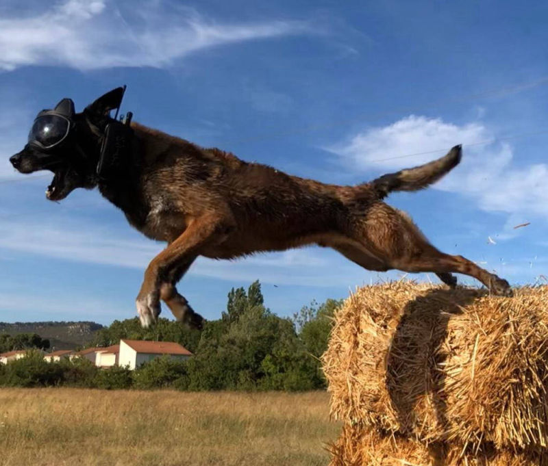 K9 Vision System - A Camera for k9, working dogs, police and military