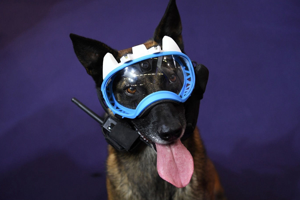 Presse - k9 vision system pour brigade canine et cyno