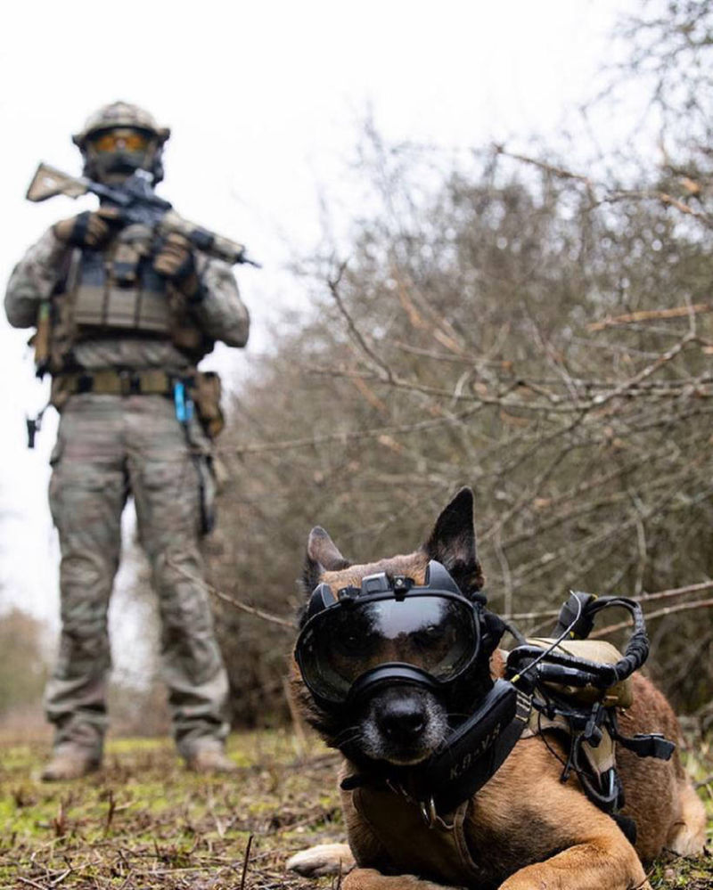 Commando - k9 vision system brigade canine