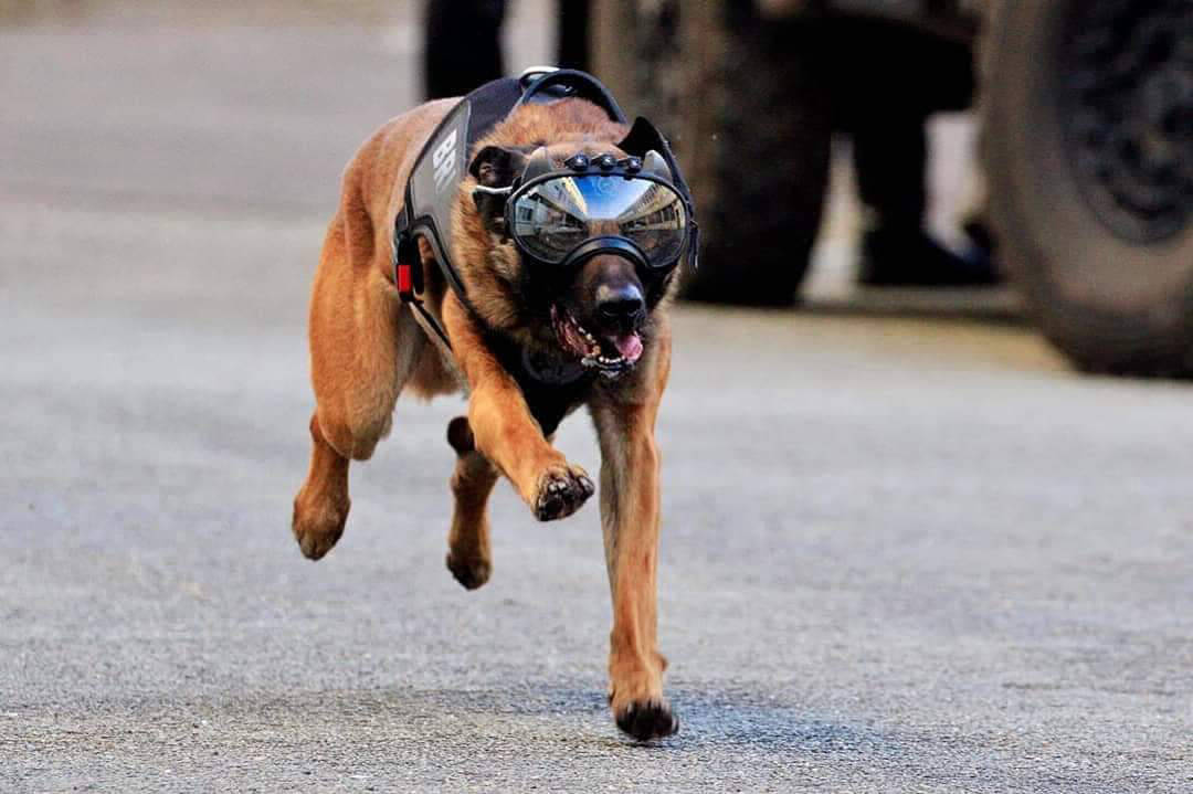 K9 vision system pour chiens et armées