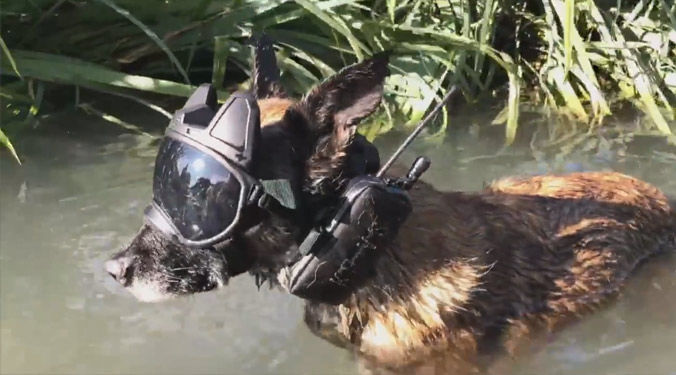 Video k9 vision system, for police dogs and cyno