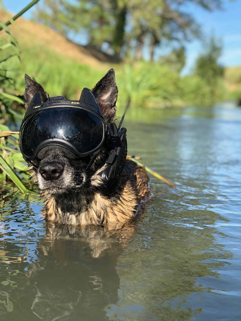 k9 vision system pour brigade canine, sécurité et force de l'ordre