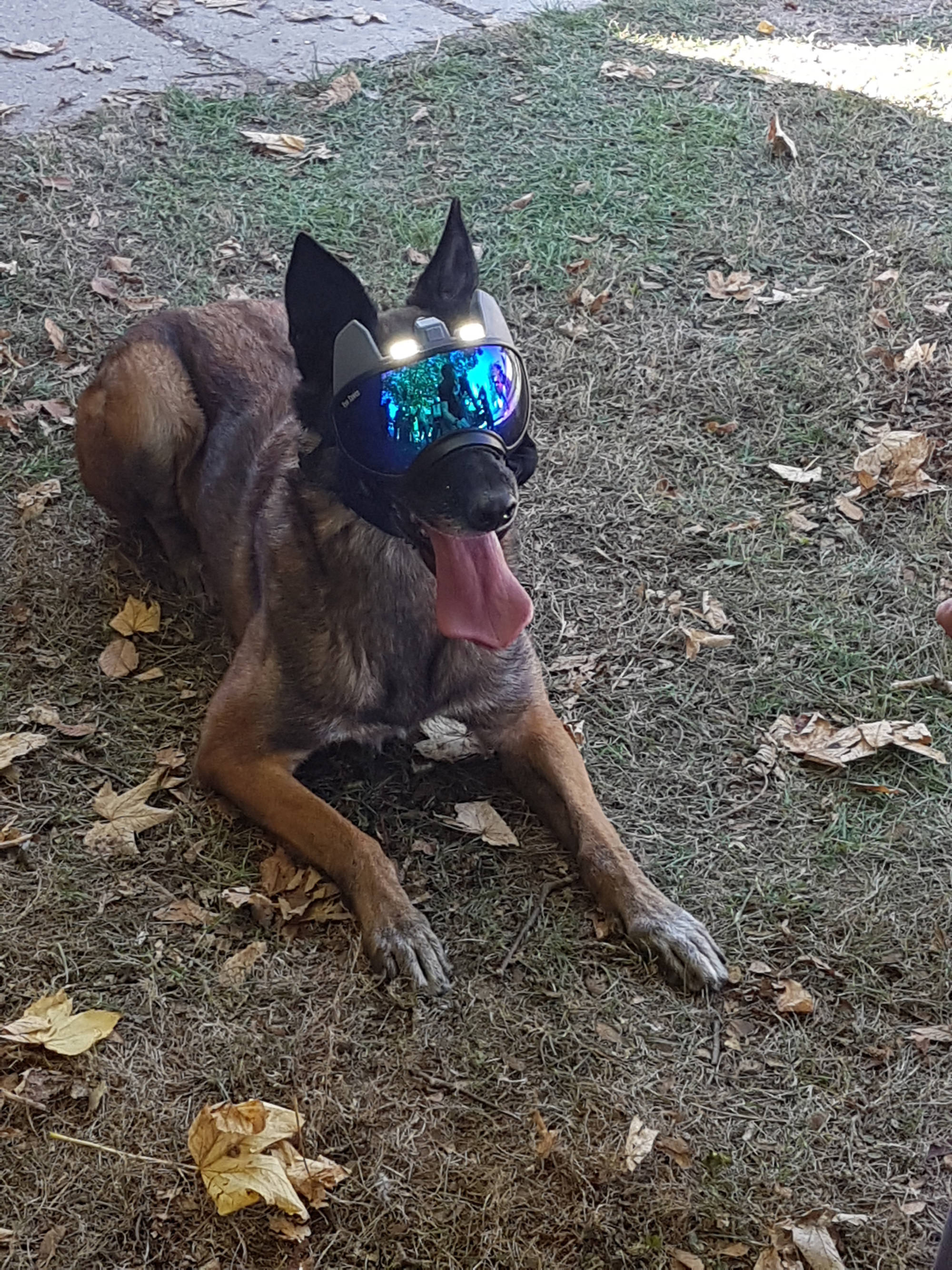 K9 vision system pour chiens