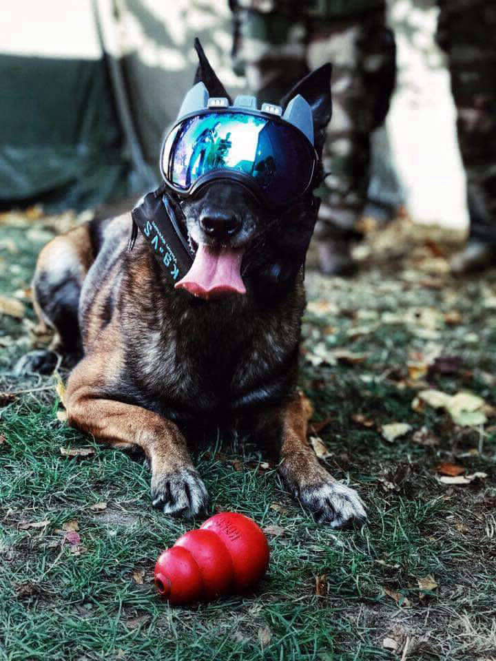 K9 vision system pour chiens et brigade canine