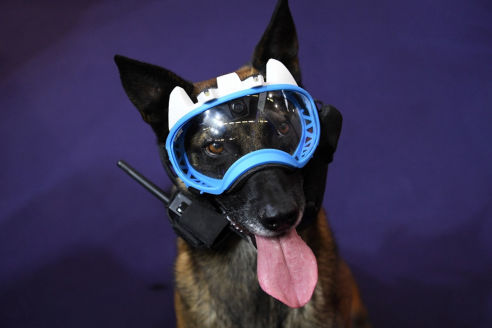 Presse k9 vision system, pour chiens et brigade canine, cyno