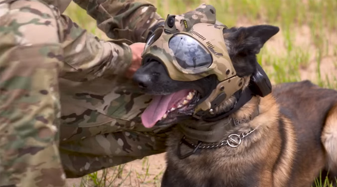 Vidéo k9 vision system, pour chiens et brigade canine, cyno