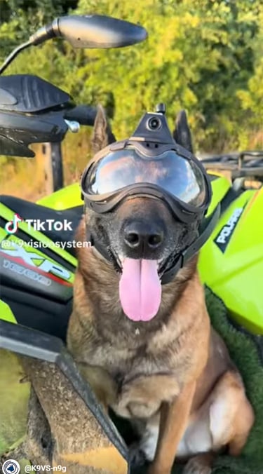 Argos K9, pour chiens et brigade canine, cyno