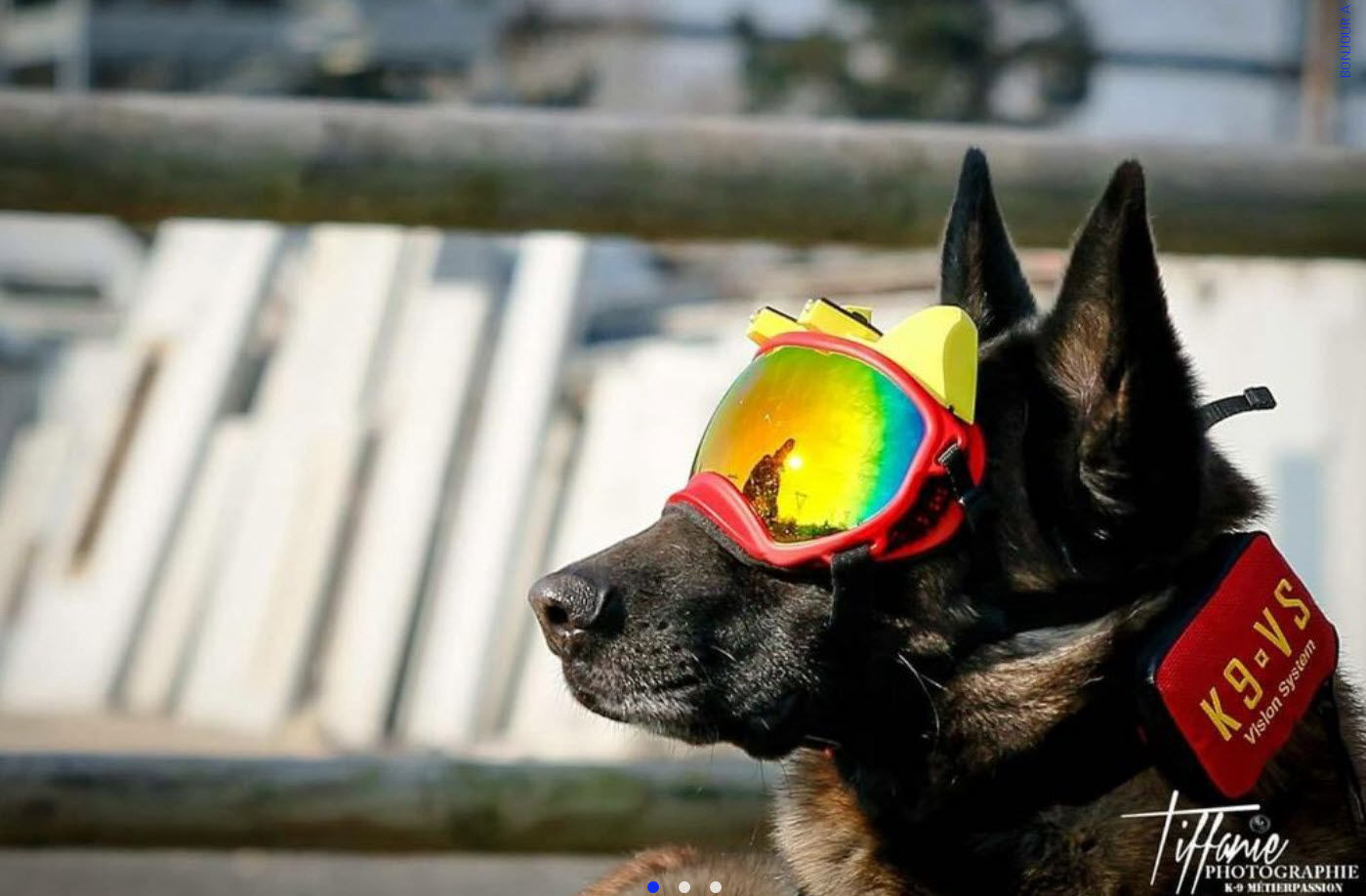 Presse - k9 vision system pour brigade canine et cyno