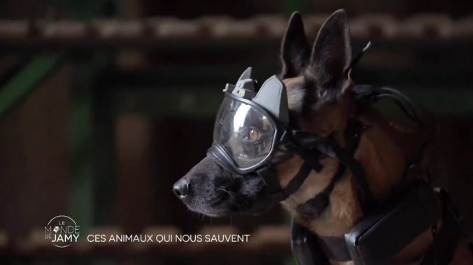 Vidéo k9 vision system, pour chiens et brigade canine, cyno