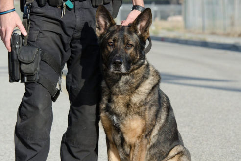 Presse k9 vision system, pour chiens et brigade canine, cyno