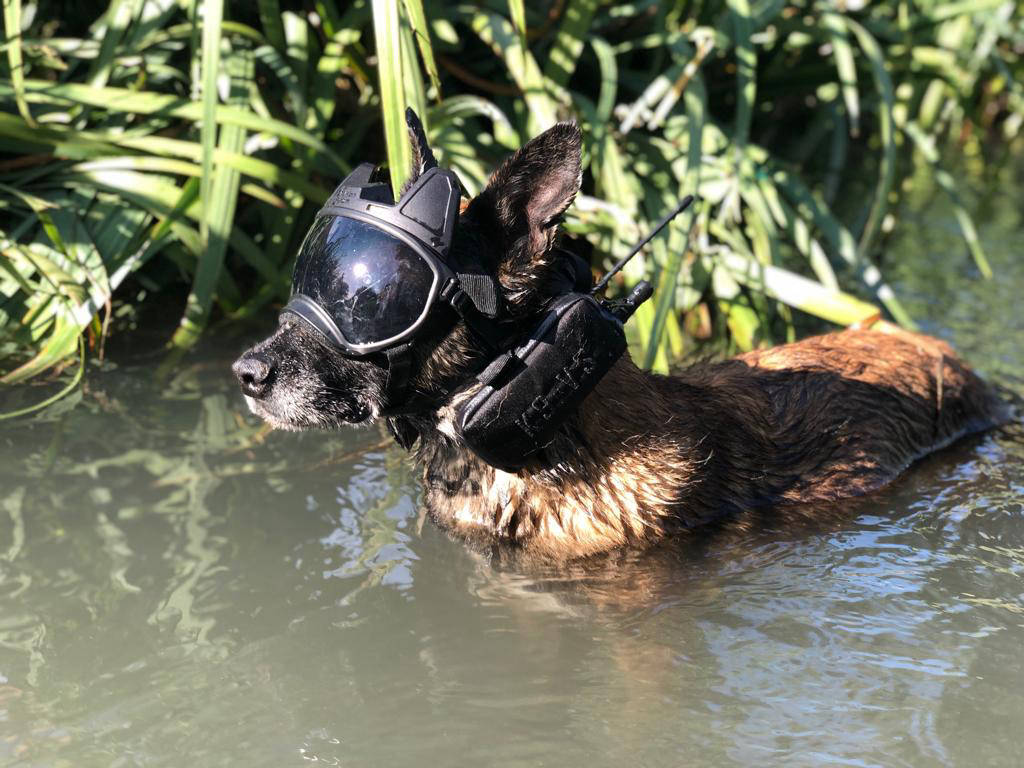 Fusil avec le  k9 vision system pour chiens et brigade canine