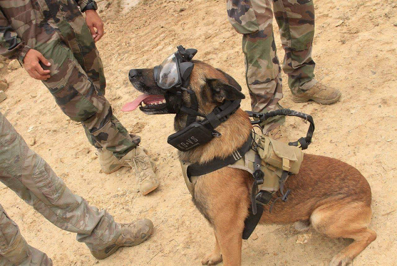 K9 vision system pour chiens et brigade canine