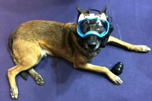 Presse k9 vision system, pour chiens et brigade canine, cyno