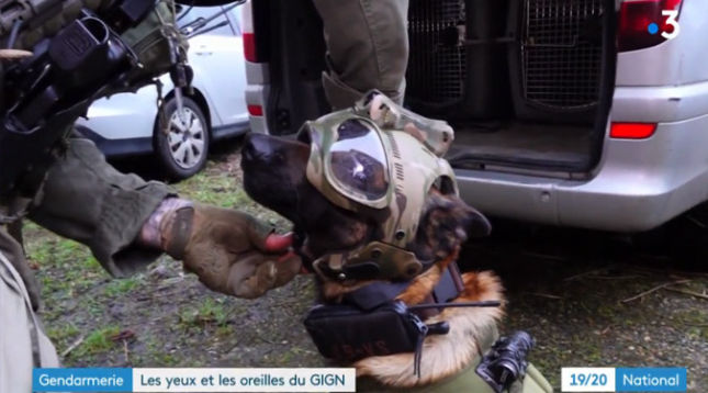 Sécurité : GIGN, une unité canine très utile